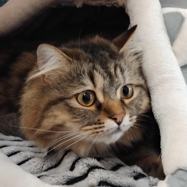 Photo de Tigrou