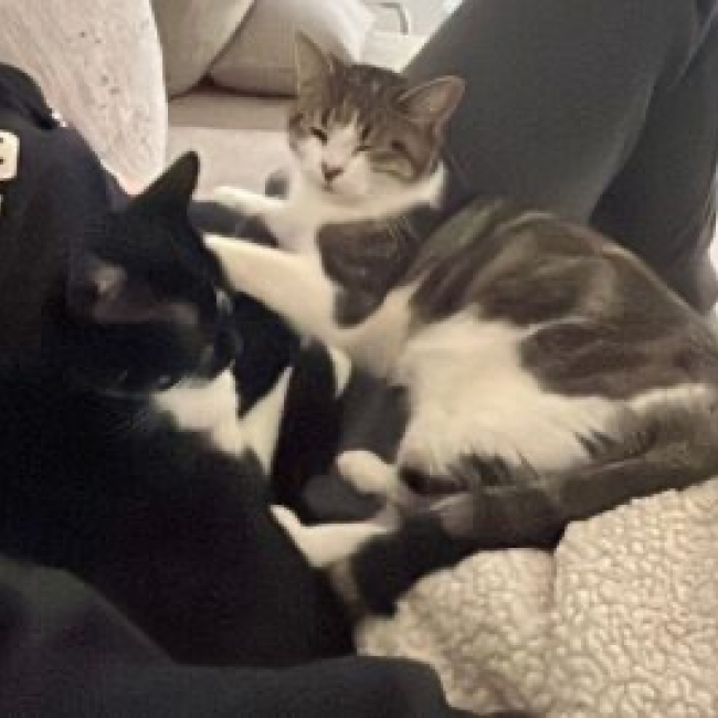 Photo de Ortie et leucate