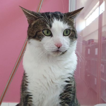Lotte - Chat Européen à adopter