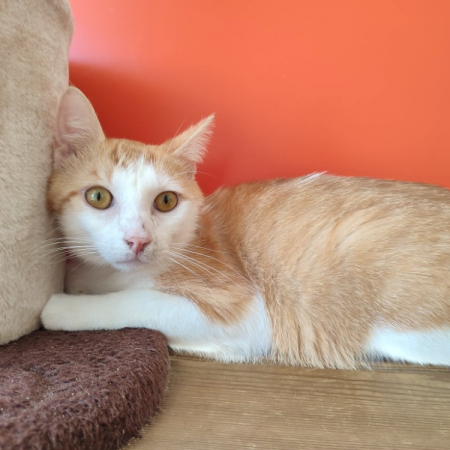 Cabecou - Chat Européen à adopter