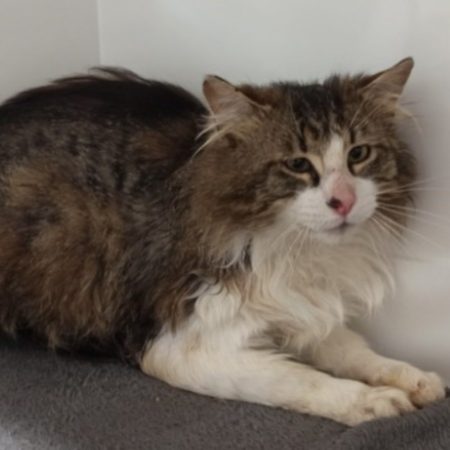 Shaun - Chat Européen à adopter