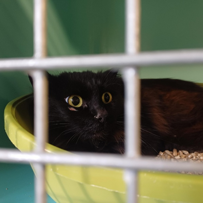 Photo de Croquette 