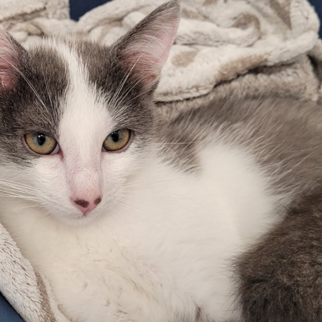 Photo de Bambino