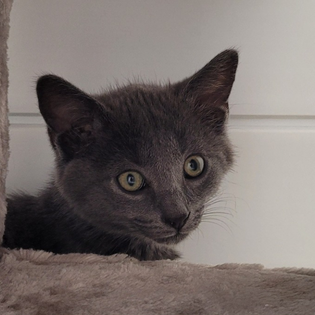 Photo de Berlioz