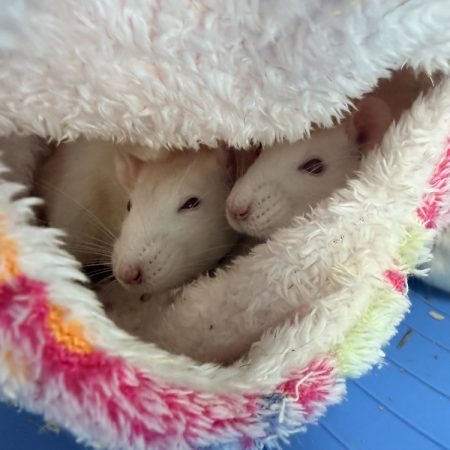 Brista - Rongeur Rat à adopter
