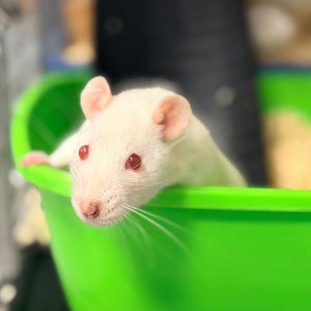 Colly - Rongeur Rat à adopter