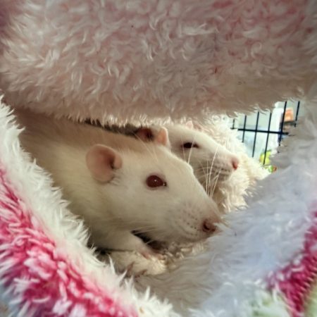 Lalo - Rongeur Rat à adopter