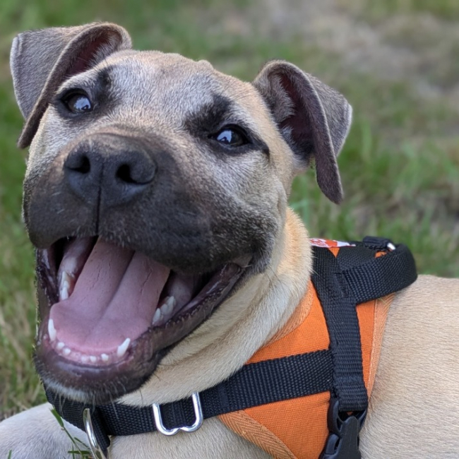 Photo de Koda