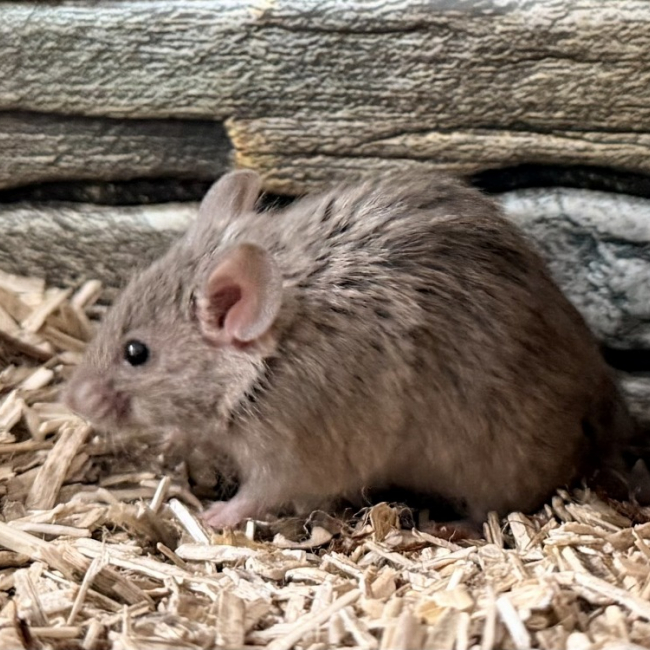 Photo de Babouche
