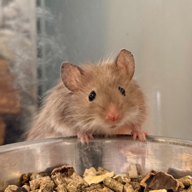 Photo de Biscuit