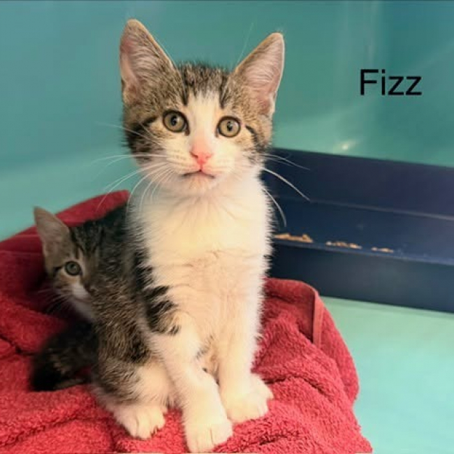 Photo de Fizz