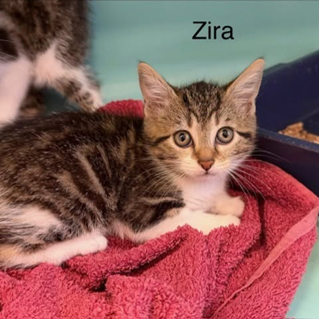 Photo de Zira