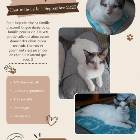 ICOP - Chat Siamois à adopter