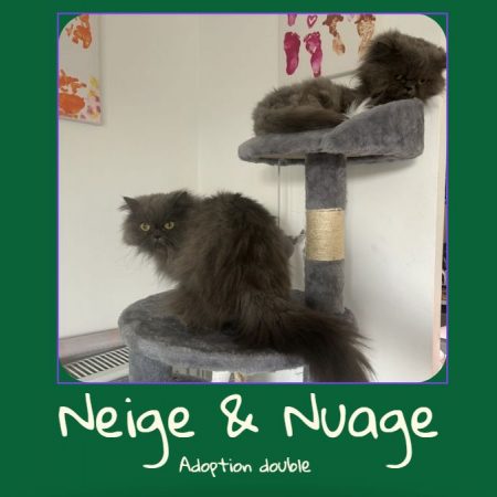 Neige (+Nuage) - Chat à adopter