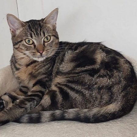 Cookie - Chat à adopter