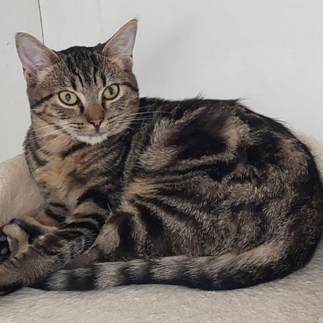 Photo de Cookie