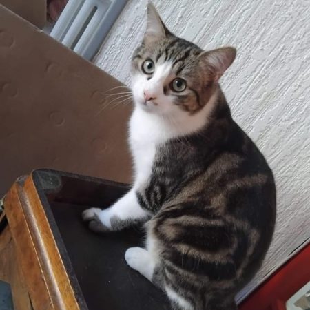 Buzz - Chat Européen à adopter