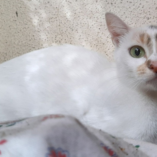 Photo de Bella