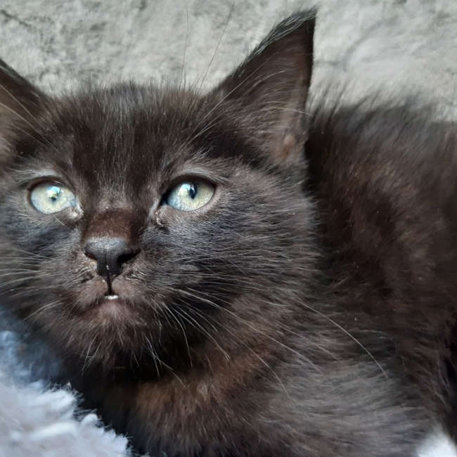 Photo de Tasmani