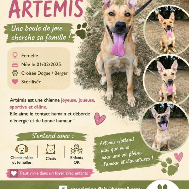Photo de Artémis