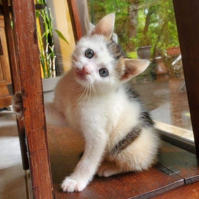 Photo de PISTACHE