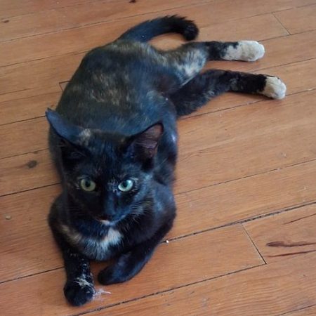 NOISETTE - Chat à adopter