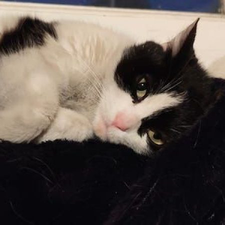 FÉLICIE - Chat à adopter