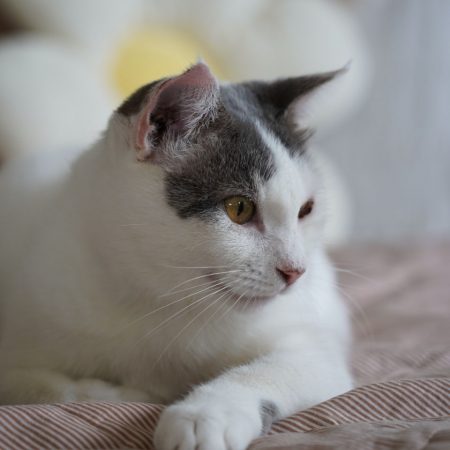 TOFORT - Chat à adopter