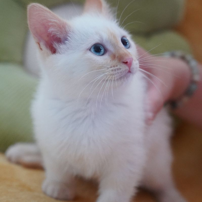 Photo de BLEUET