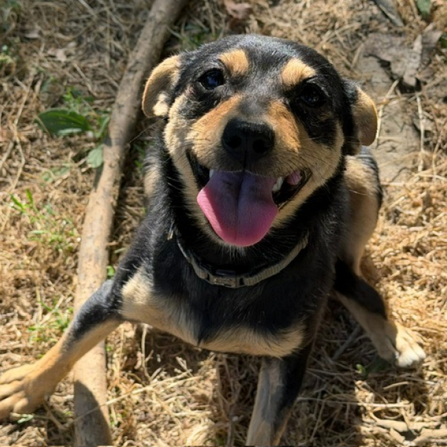 Photo de Tikka
