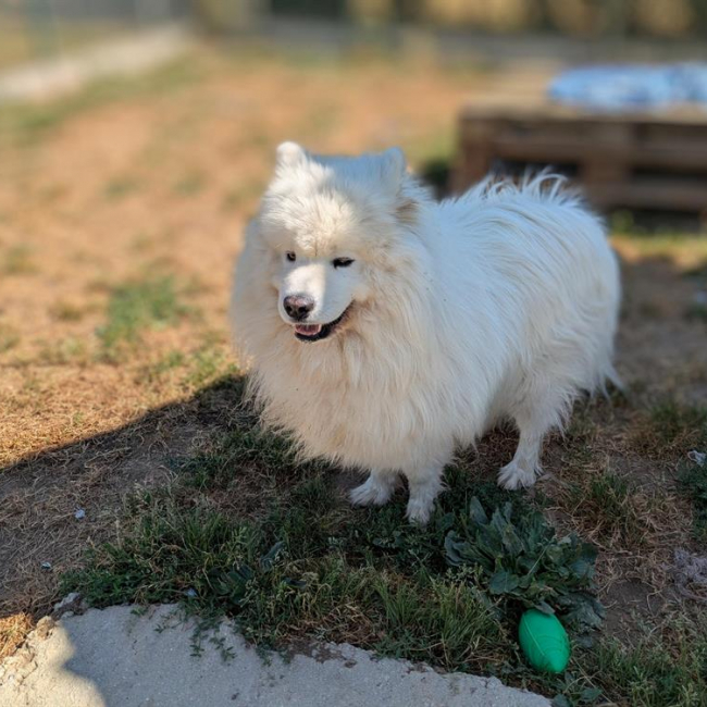 Photo de Django