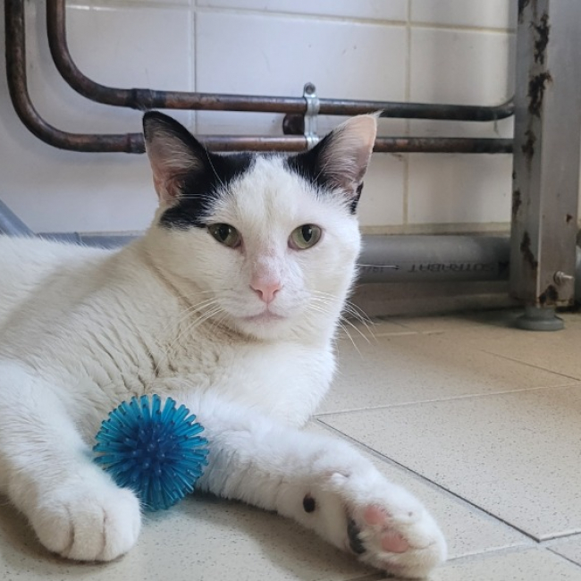 Photo de Biscuit