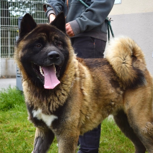 Photo de Dohko