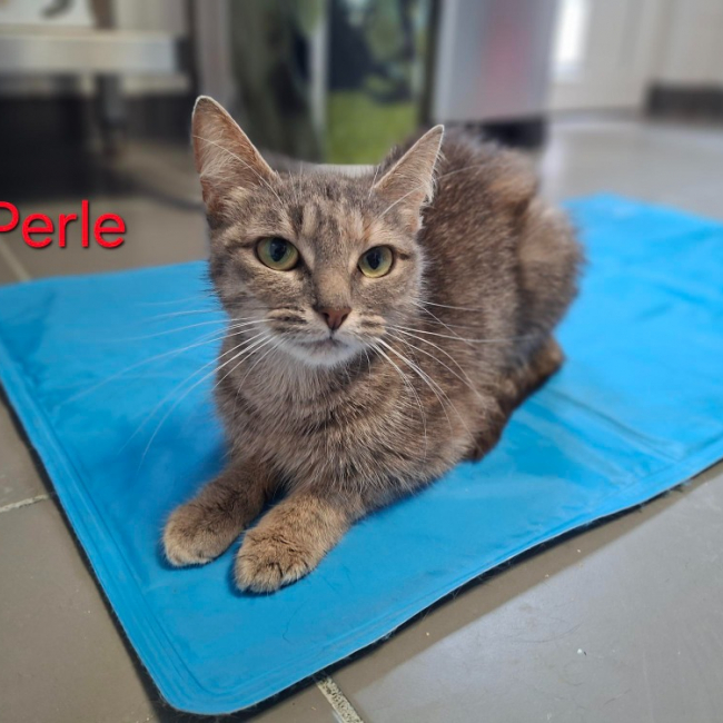 Photo de Perle