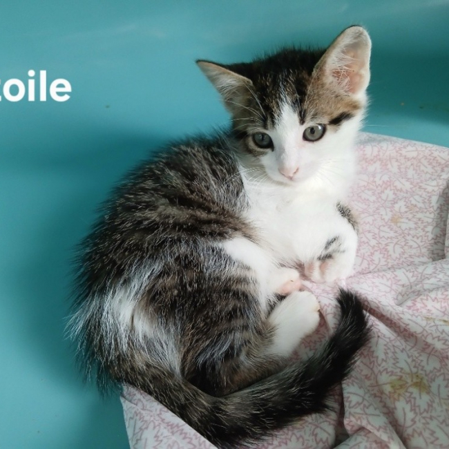 Photo de Etoile