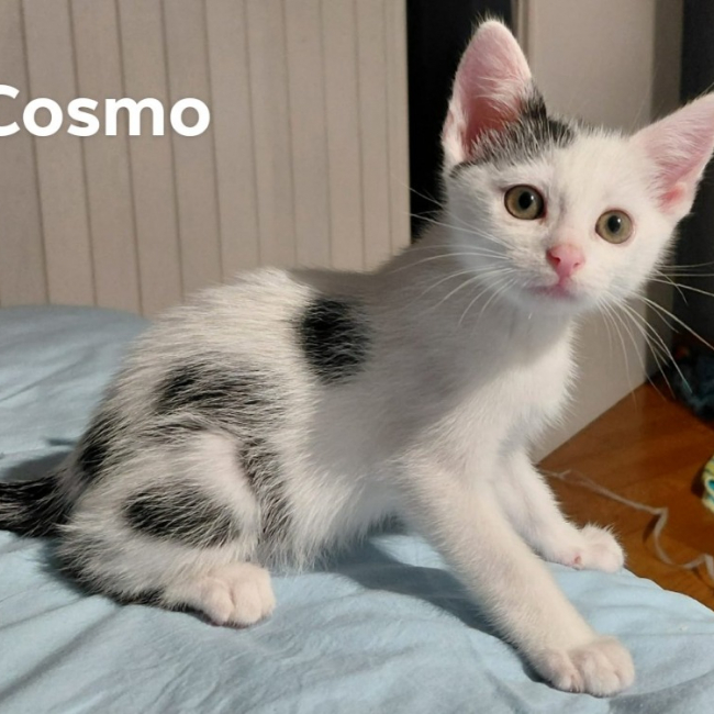 Photo de Cosmo