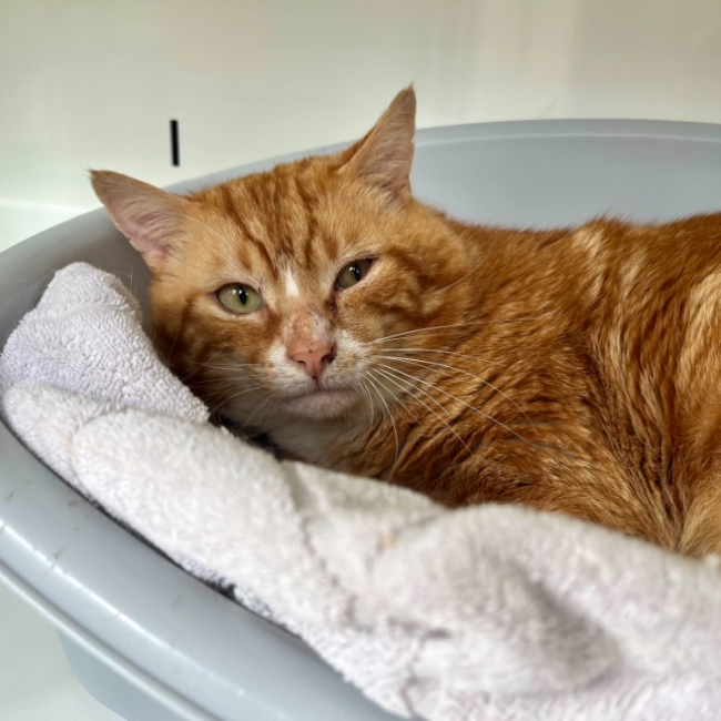 Photo de Hopis