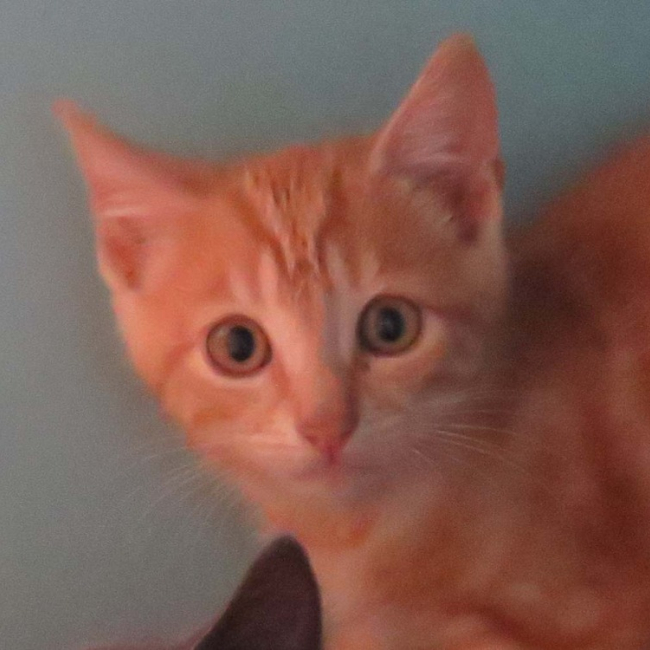 Photo de Biscuit