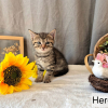 Hercule