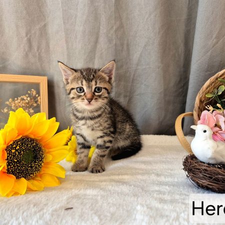 Hercule - Chat Européen à adopter