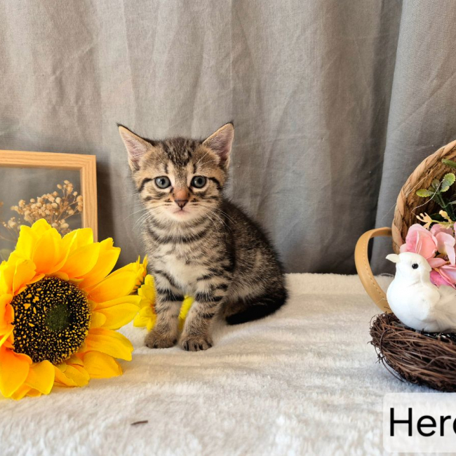 Photo de Hercule