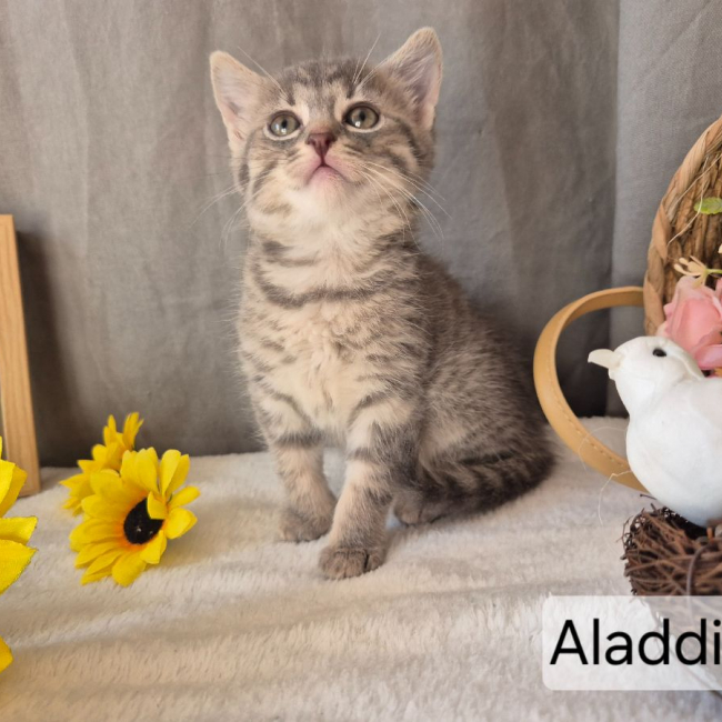 Photo de Aladdin