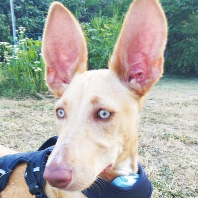 Photo de MAGGIE magnifique chiot podenco femelle, 5 mois