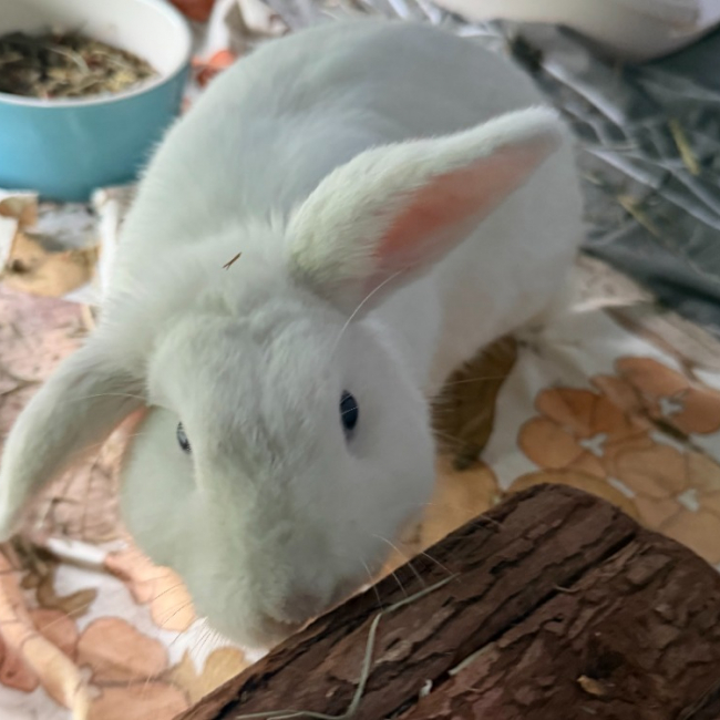 Sigmund