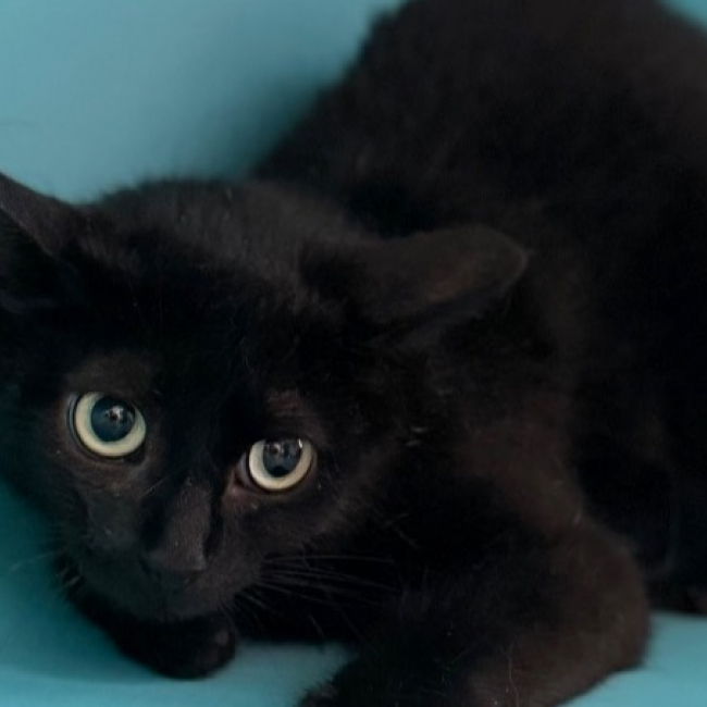 Bagheera