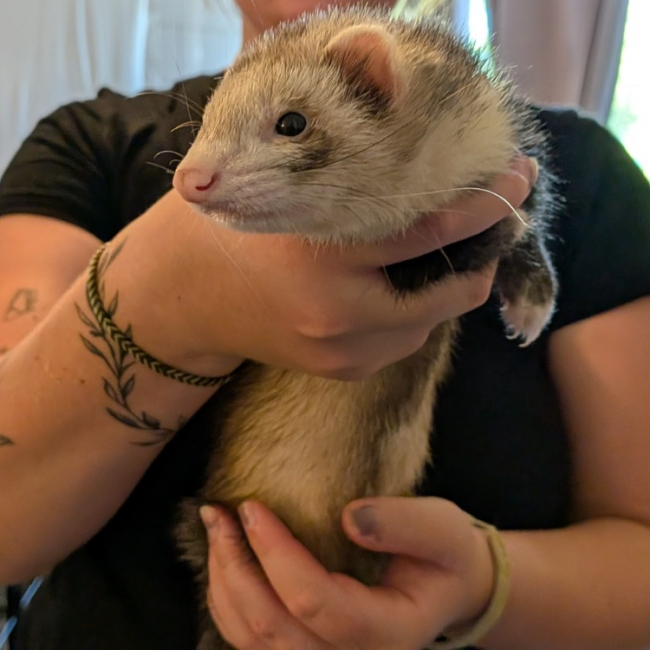 Lokita