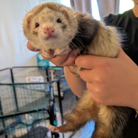 Poppy - Rongeur Furet à adopter