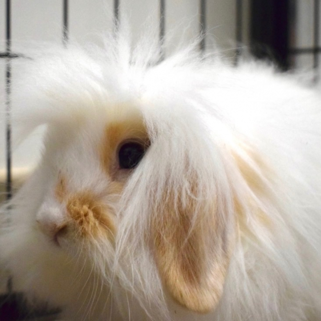 Blanco