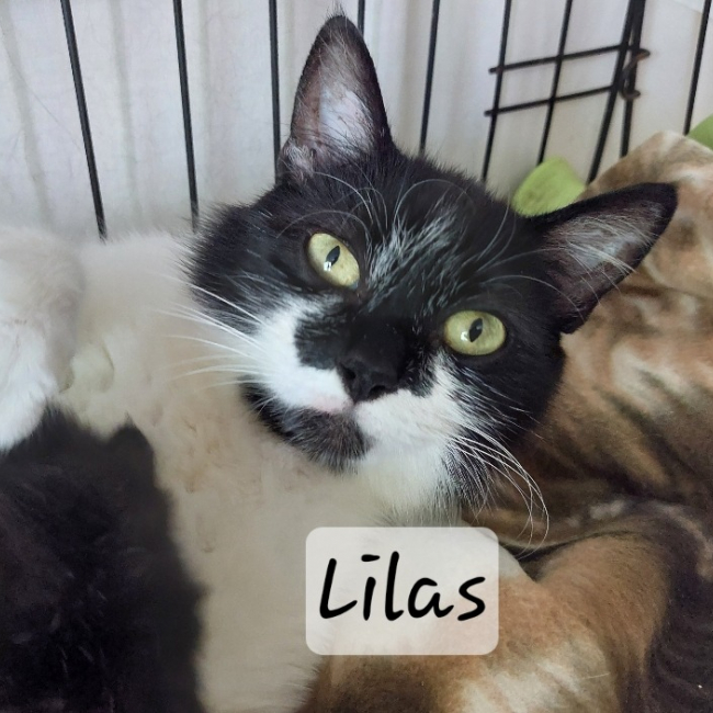 Lilas