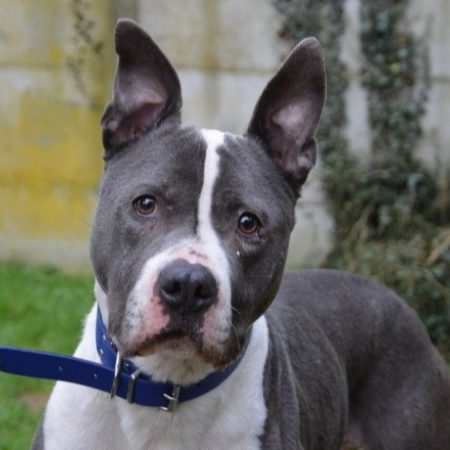 Benef - Chien à adopter